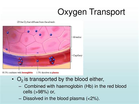 Ppt Transport Of Oxygen And Carbon Dioxide Powerpoint Presentation