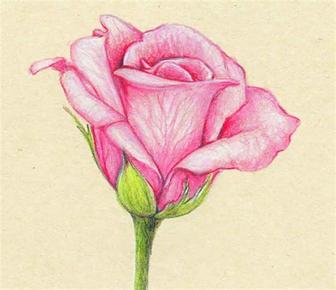 Colored Pencil Flower Drawings At Explore