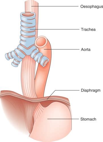 The Oesophagus Stomach And Duodenum Flashcards Quizlet