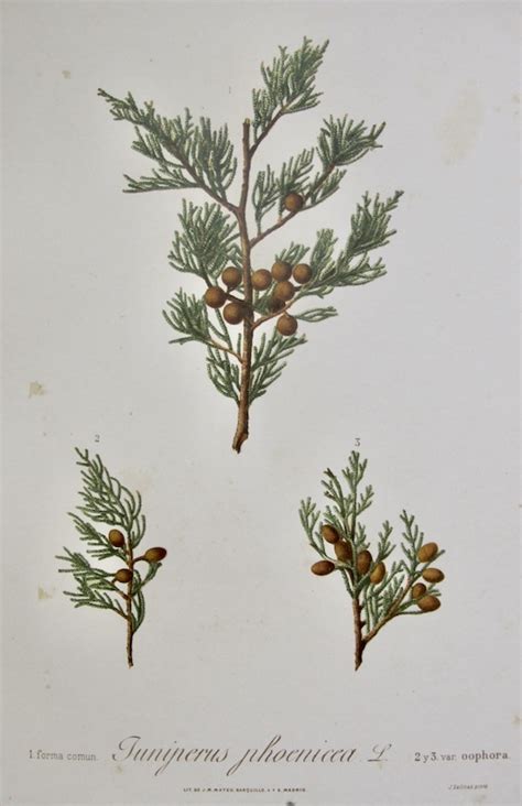 Flora Forestal Española Juniperus Phoenicea by Salinas Justo 1885