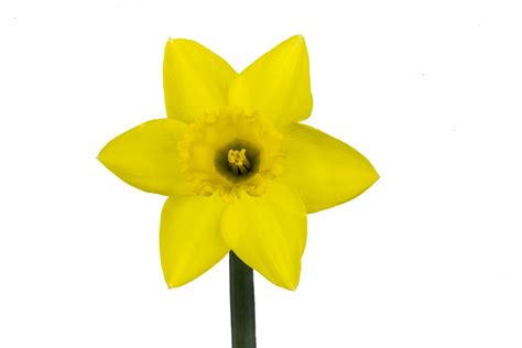 Free Images Flower Petal Bloom Isolated Spring Yellow Marco