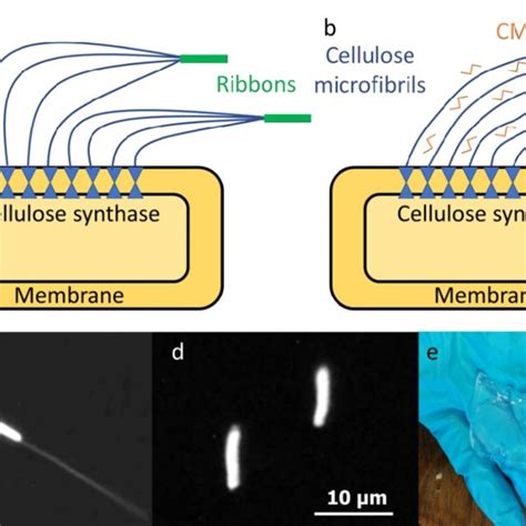 Schematics of cellulose production by a bacterium: native cellulose (a ...