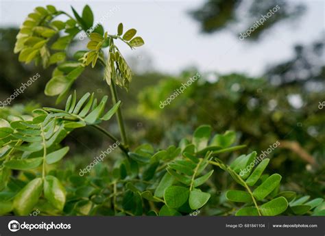 Trembesi Tree Leaves Seen Close Viewpoint Pointing Sky Stock Photo by ...