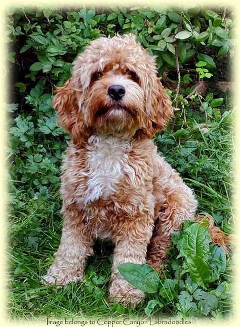 Toy Labradoodle Adoption Wow Blog