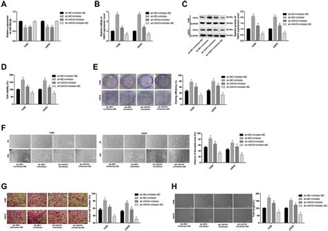 Linc Targets Mir P To Regulate Sat Vav And Angiogenesis In