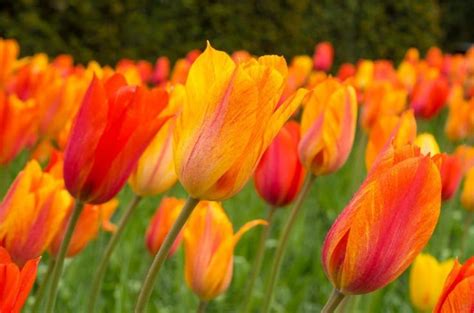 Many Orange And Red Tulips In A Field With Trees In The Back Ground