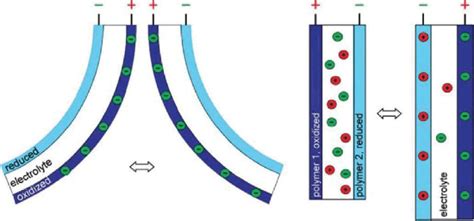 Illustration Of A Tri Layer Conjugated Polymer Actuator Demonstrating Download Scientific