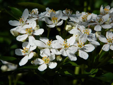 Choisya Ternata Aztec Pearl Mexicaanse Citroenbloesem Bloemenpark