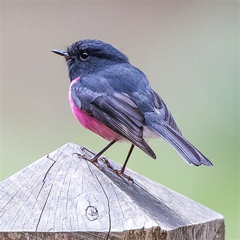 BirdLife Melbourne - Pink Robin