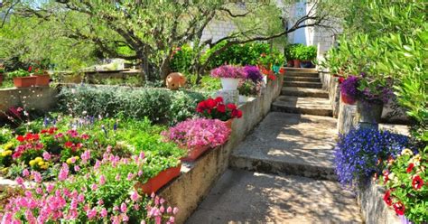 En plus d être résistantes ces plantes solaires égayeront votre jardin