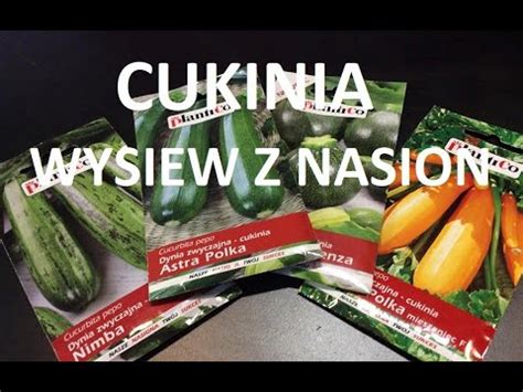 Cukinia Wysiew Z Nasion Przygotowanie Rozsady Do Uprawy W Gruncie