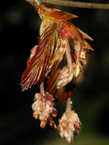 Rotbuche Blatt Rot Braun Bl Te Fagus Sylvatica Galerie Album Bilder Fotos