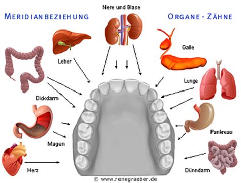 Zahnstörfelder und deren Auswirkungen An jedem Zahn hängt ein Organ