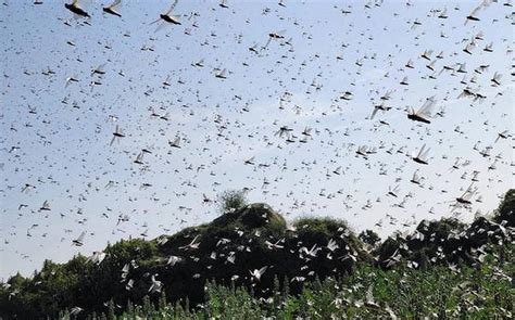 India Might Face The Biggest Locust Attack In 25 Years