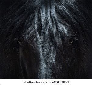 Black Horse With White Mane