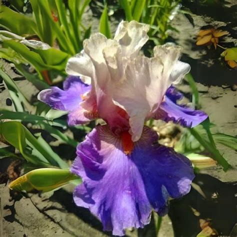 Iris Hot Gossip Clematite Ro