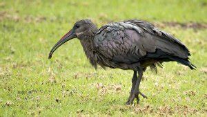 Hadada Ibis | BirdForum