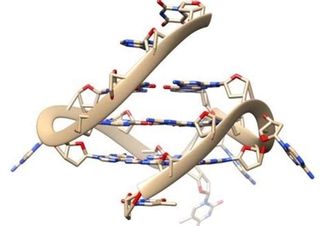 Rare quadruple-helix DNA found in living human cells with glowing probes