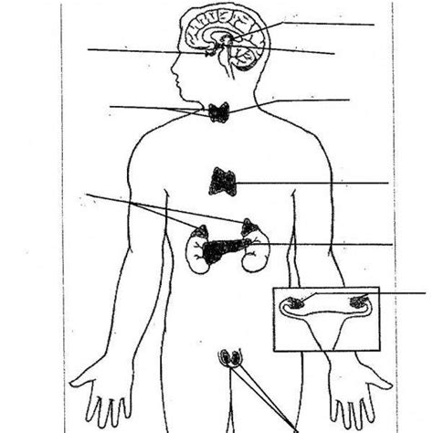 Endocrine System Study Guide Diagram Quizlet