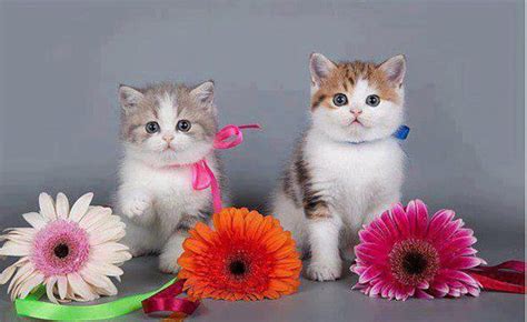 Kittens Loves Flowers Gerbera Flowers Cat Kitten Animal Hd