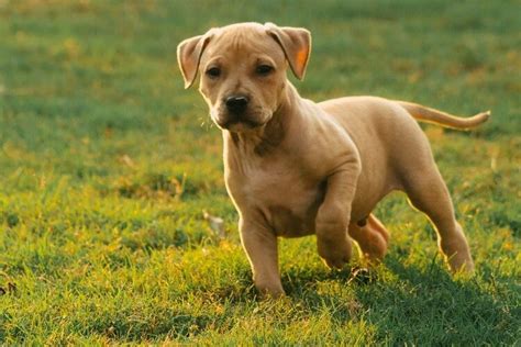 Pit Bull Dachshund Mix Facts: Breed Traits, Health & Care Guide