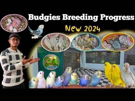 Australian Budgies Parrot Colony Breeding Progress आज दख मर सथ