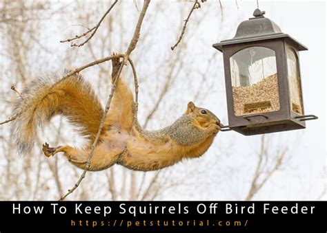 How To Keep Squirrels Off Bird Feeder