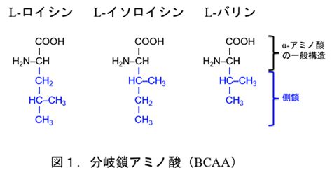 Bcaa