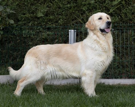 Ponsi Golden Retriever Centro Canino Valmajano