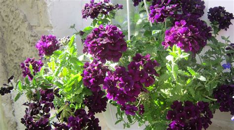 27 Beautiful Plants For Hanging Baskets