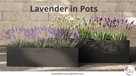 Lavender in pots - Complete Guide