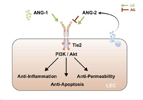 Schematic Illustration Of Current Understanding Of Angiopoietins And