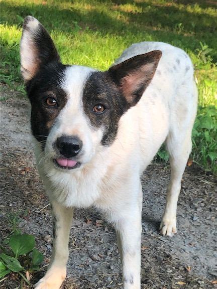 Dog For Adoption Scout An Australian Cattle Dog Blue Heeler