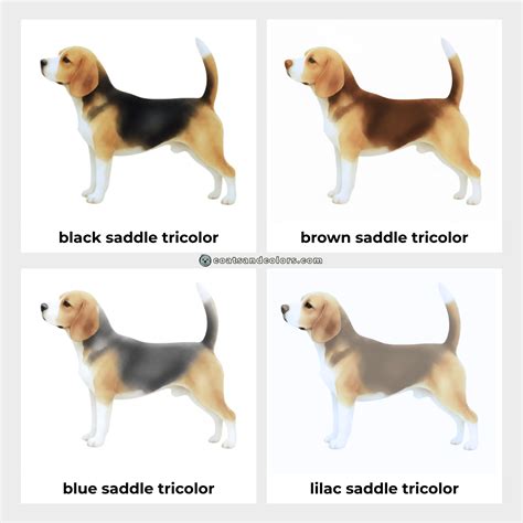 beagle colors coats  colors