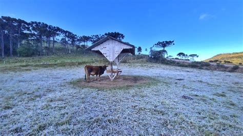 Serra catarinense amanhece geada neste sábado veja fotos