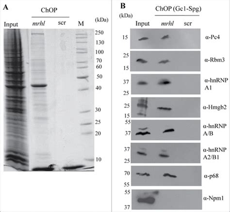 Full Article Genome Wide Chromatin Occupancy Of Mrhl RNA And Its Role