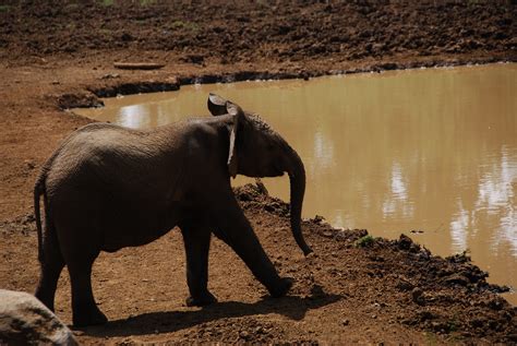 Stretching Elephant Hy1144 Flickr