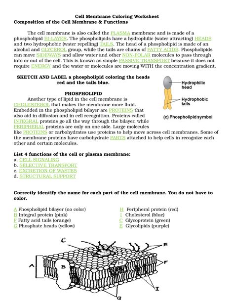 Cell Membrane Coloring Worksheet Cell Membrane Coloring Worksheet Composition Of The Cell