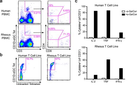 Rhesus Inkt Cells Stain With Human Galcer Loaded Cd D Tetramers And