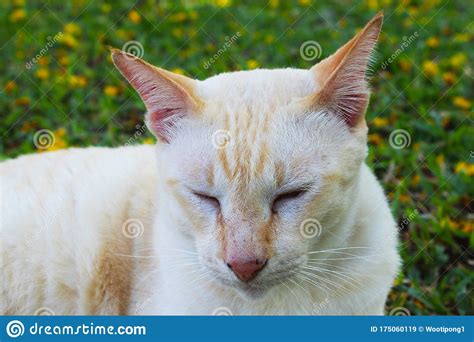 A Cute Light Brown Cat Resting On The Grass Stock Image Image Of Nature Cute 175060119