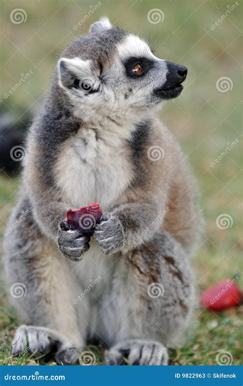 Eating lemur stock image. Image of captivity, plum, zoology - 9822963