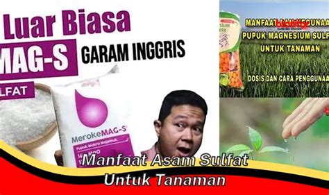 Manfaat Untuk Tanaman Archives Biotifor