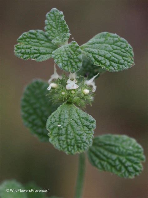 Marrubium vulgare - wild in Provence