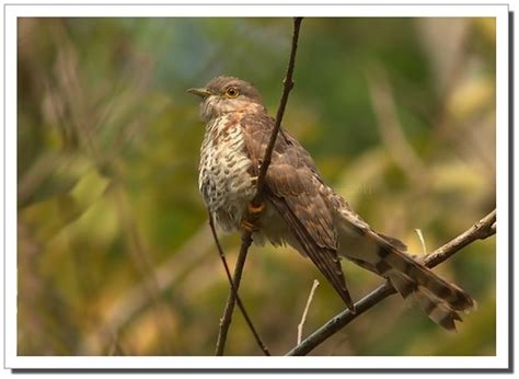 Common Hawk Cuckoobrain Fever Bird The Busy Background Ju Flickr