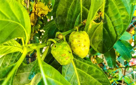 Fruta De Noni Morinda Citrifolia Con Flores Populares Entre Las