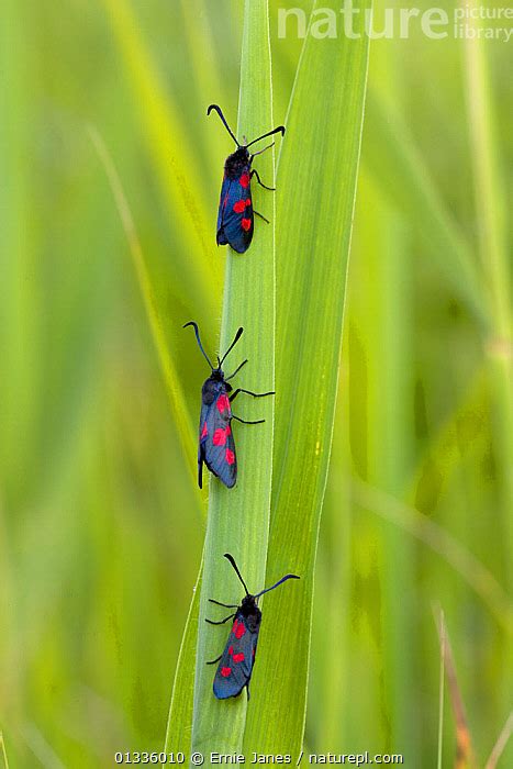 Stock Photo Of Three Five Spot Burnet Moth Zygaena Trifolii On Grass