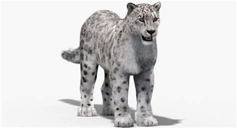 max snow leopard fur