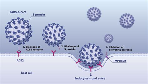 Sars Cov 2 Spike Ace2 Inhibitor Screening Service Reaction Biology