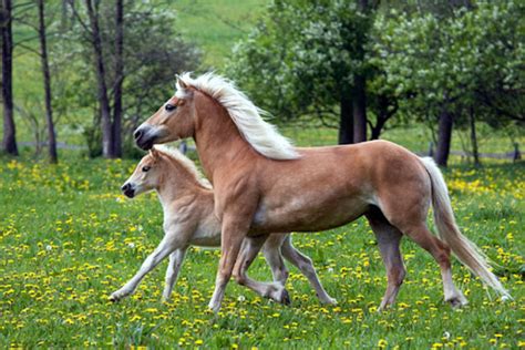 Le Razze Equine Pi Diffuse Caratteristiche E Curiosit