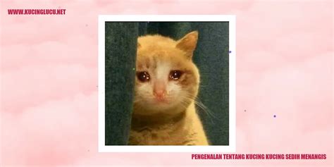 Kucing Sedih Menangis: Cerita Pilu di Balik Air Matanya | Kucing Lucu Net